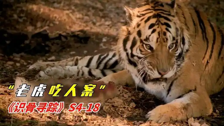 动物园发生吃人事件,老虎把人啃成了骨架!_网易视频