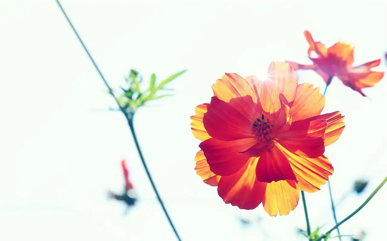 唯美好看的小清新高清花朵特写桌面壁纸下载第二辑