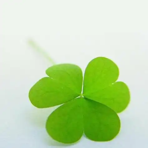 四叶草蓝天头像 头像图片大全 -【爱个性】