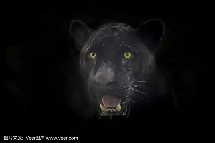 黑色美洲豹的脸在黑色的背景上.