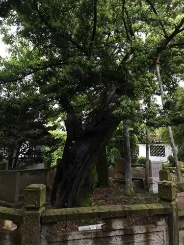这是一棵江南第一松古松,具有650年以上树龄的古松树.
