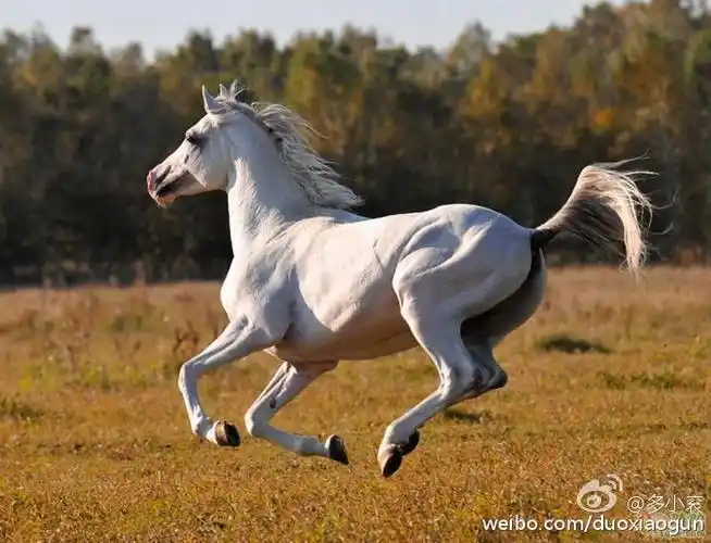 为何日本兵矮矬,东洋马高大?