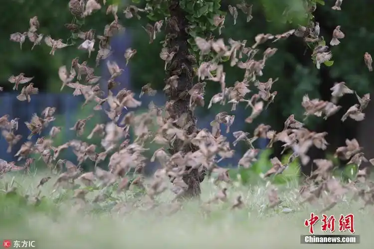 北京天坛公园麻雀群飞舞