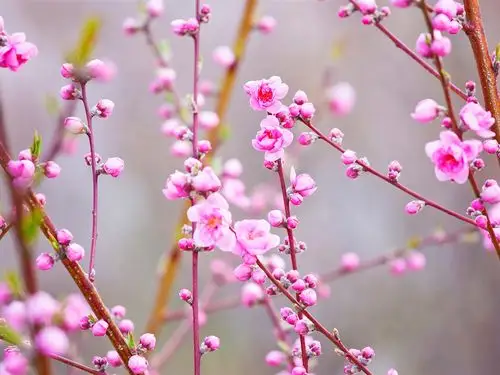 美丽的粉红桃花,树枝,春天 壁纸 - 1024x768