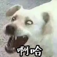 2020最新搞笑创意情侣头像雷人的 你想要的狗情侣头像在这里