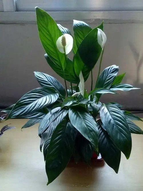 冬天养盆一帆风顺开一次花能顶一个月寓意吉祥顺利过冬