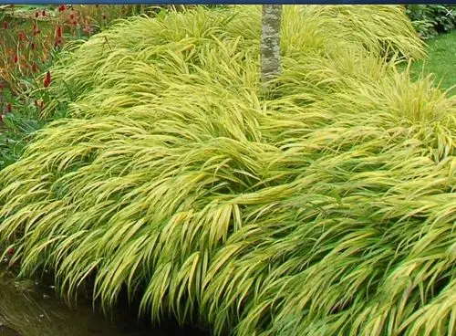 这种观赏草叫什么名字