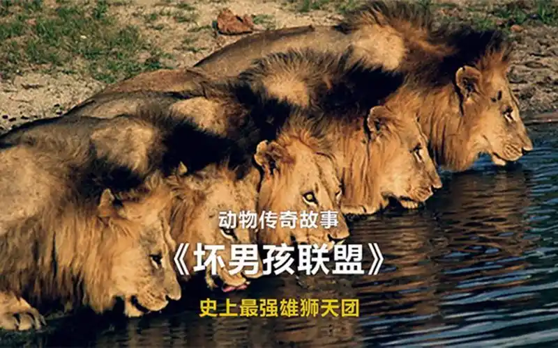 坏男孩联盟——史上最强雄狮联盟!