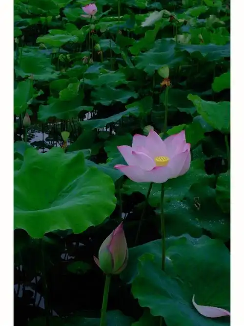 1080_1439竖版 竖屏