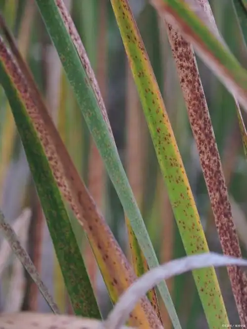 玉米杆生了黄锈病能喂羊吗?