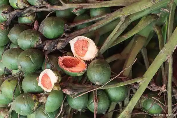 怎么分辨草果和罂粟