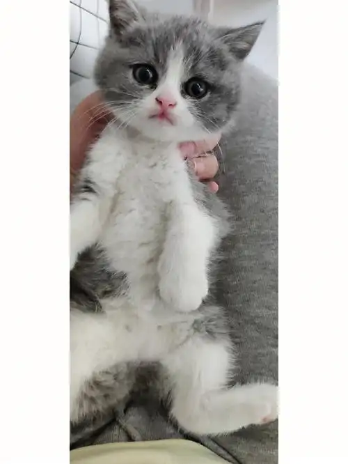 美短和英短性格真的不一样呀