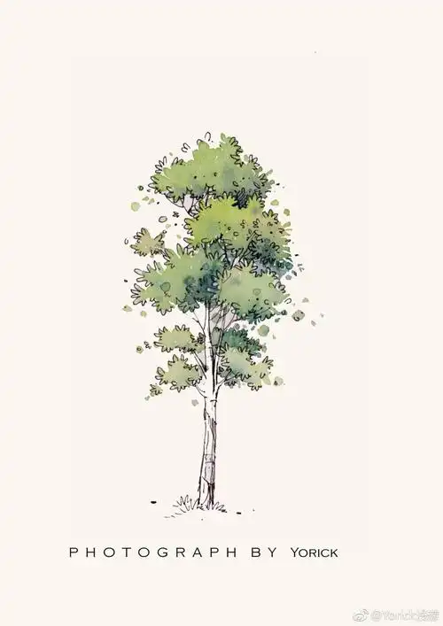 树水彩教程