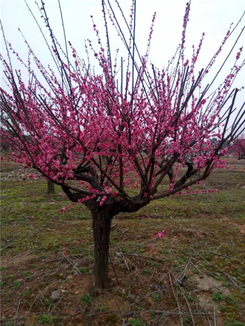 红梅树-供应红梅树|长兴红梅树,无患子批发 产品展示(求购无患子_出售