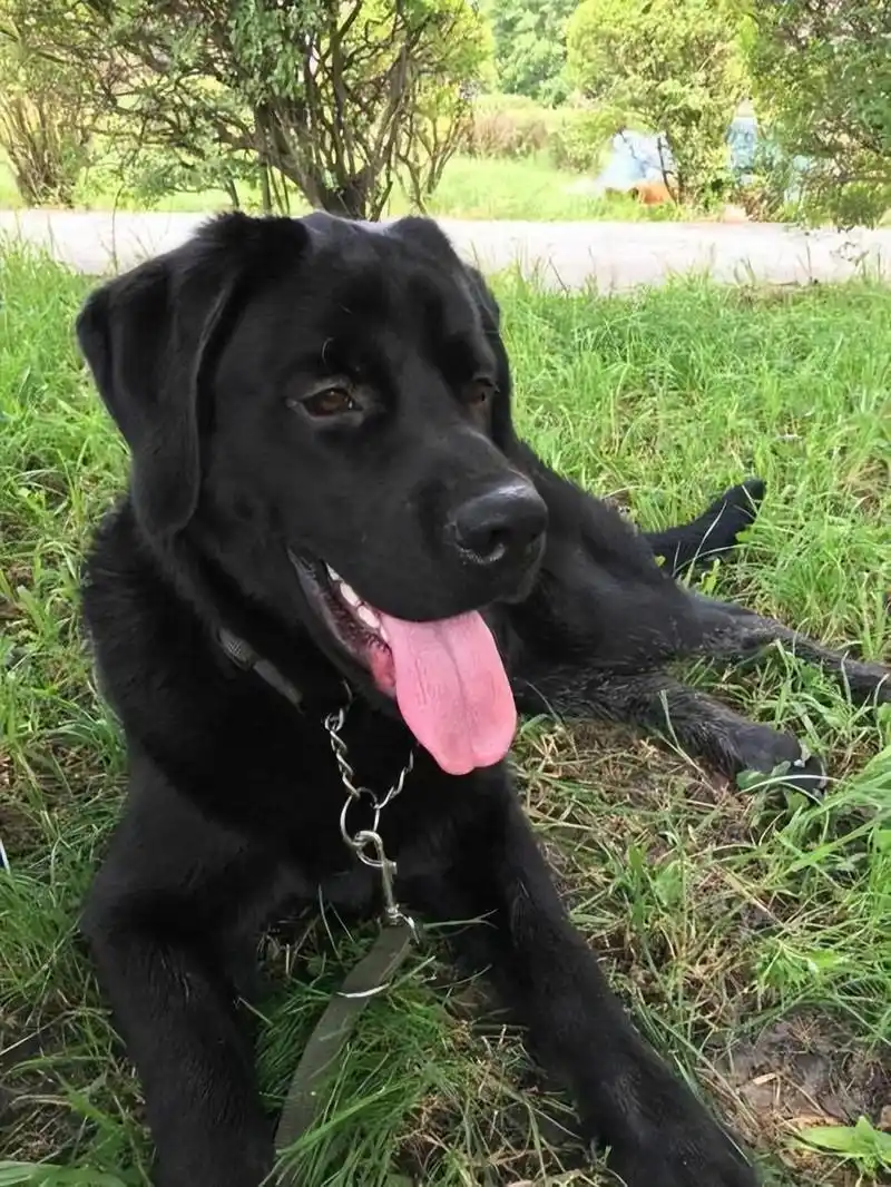 为什么养"黑色拉布拉多"的人变多了?离不开这"6个优点"!