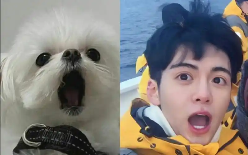 来听曾舜晞唱初恋!谁能拒绝可爱修狗呢!