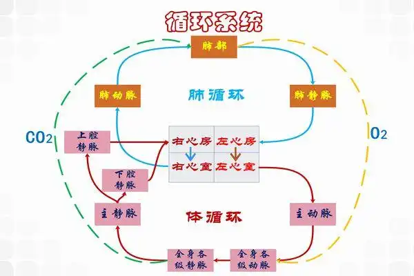 人生价值系统——身体(10大系统)