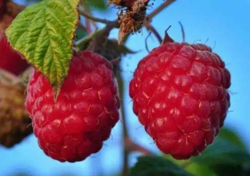 6种"冷门"的南方水果,南方人不一定全吃过,北方人很多没见过