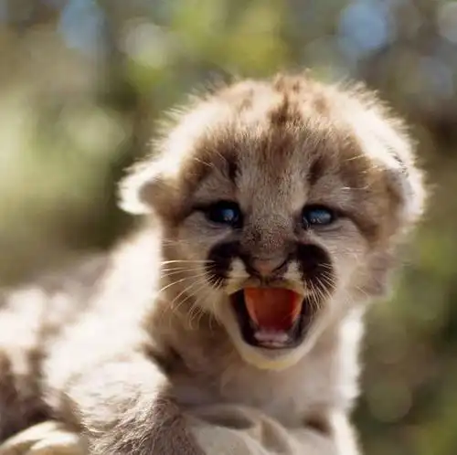 圣安德斯幼狮新墨西哥