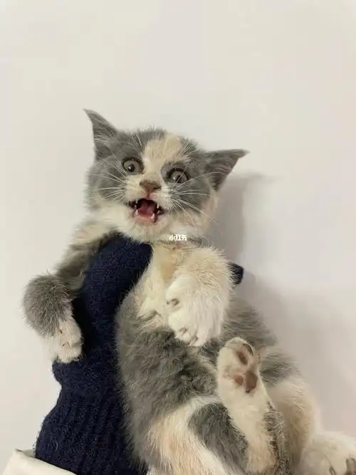 英短串有要领养的嘛