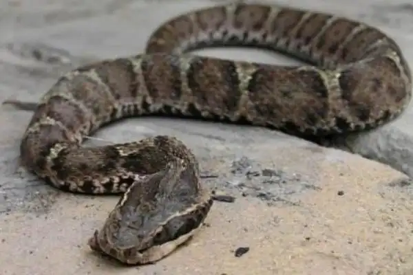 土公蛇市场价格多少钱一条土公蛇的毒性有多大