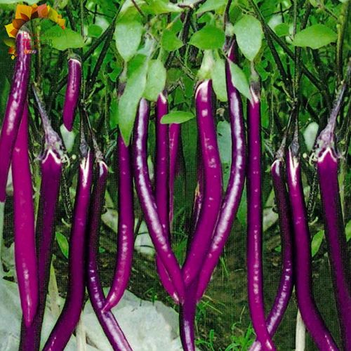 种菜记 茄子种子大全白茄绿长茄绿罐茄黑长茄鸡蛋茄种籽春季蔬菜籽茄