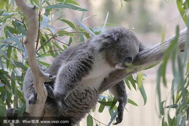 考拉在树上睡觉