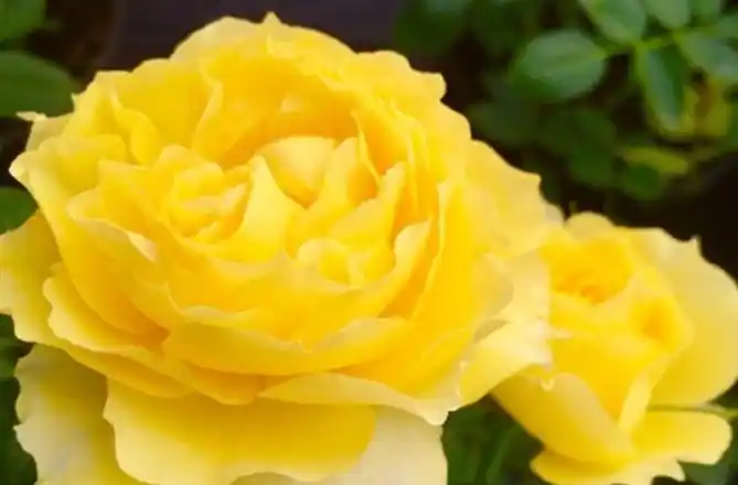 专属12星座的月季花十二星座月季花