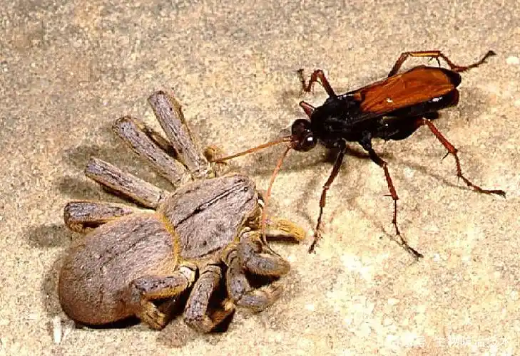 捕食性天敌昆虫 (二)