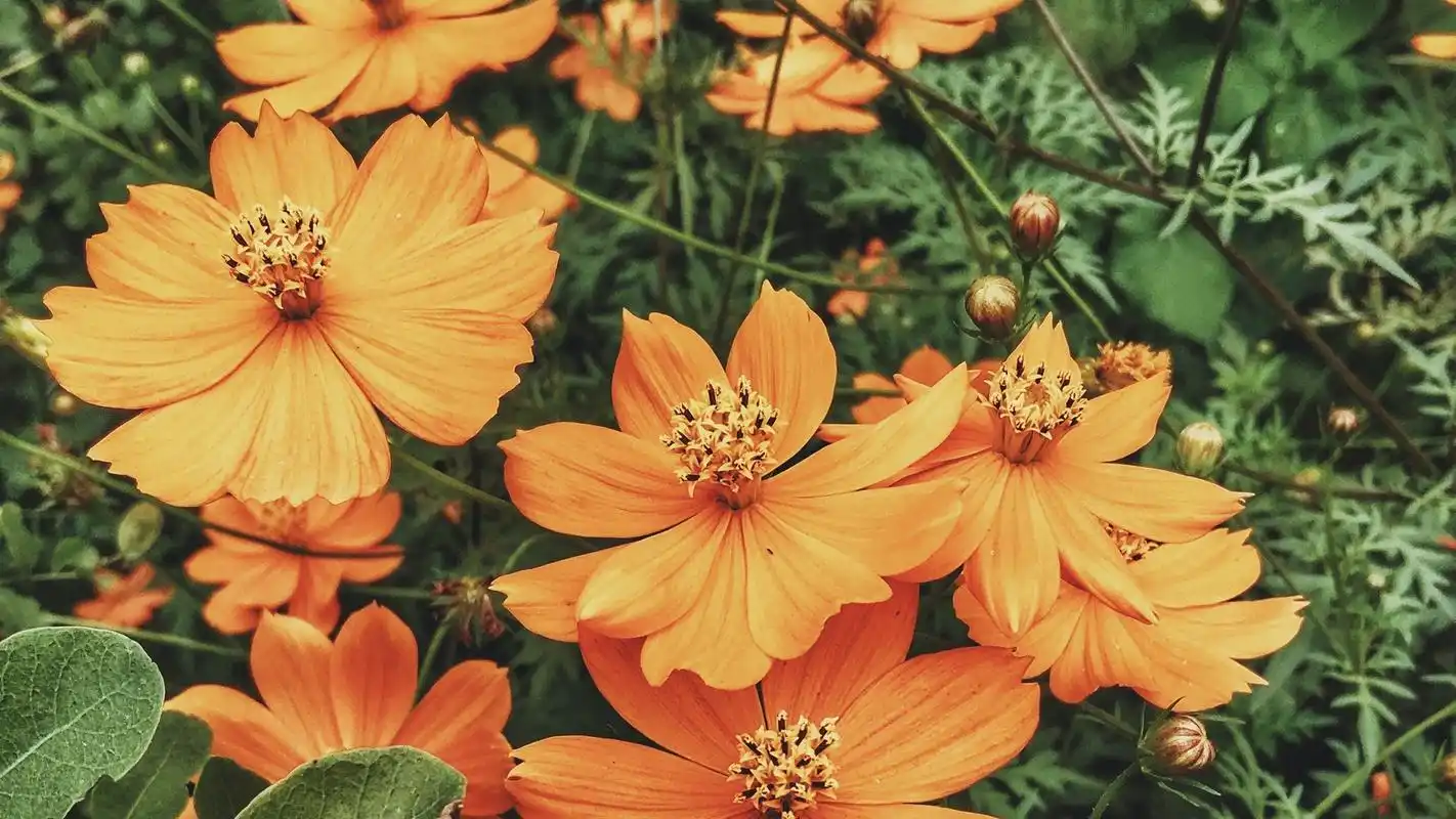 1080p绿色护眼植物图片桌面壁纸高清大图预览1920x1080_植物壁纸下载