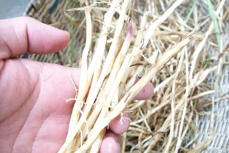 天然新鲜白茅根 野生白茅 茅草根 竹蔗清热止血现挖中药材坚草根