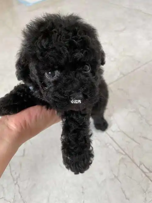 都是妹妹两个月大 疫苗驱虫都有#纽约  #巧克力  #泰迪  #给狗狗找个