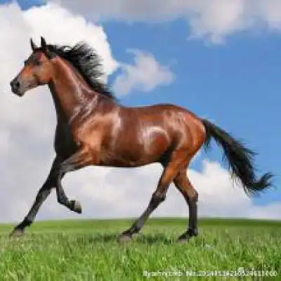 微信头像关于马的图片大全_头像图片_扣扣乐园