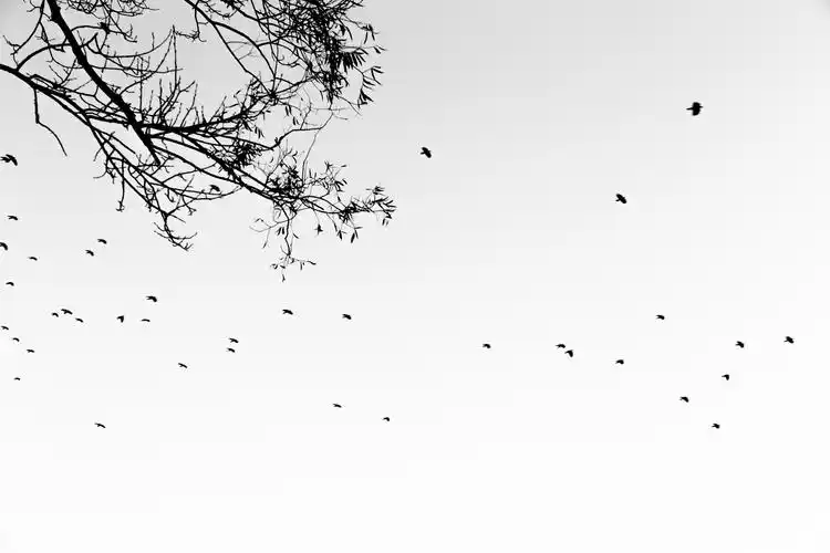 用黑白来表达,意境满满的