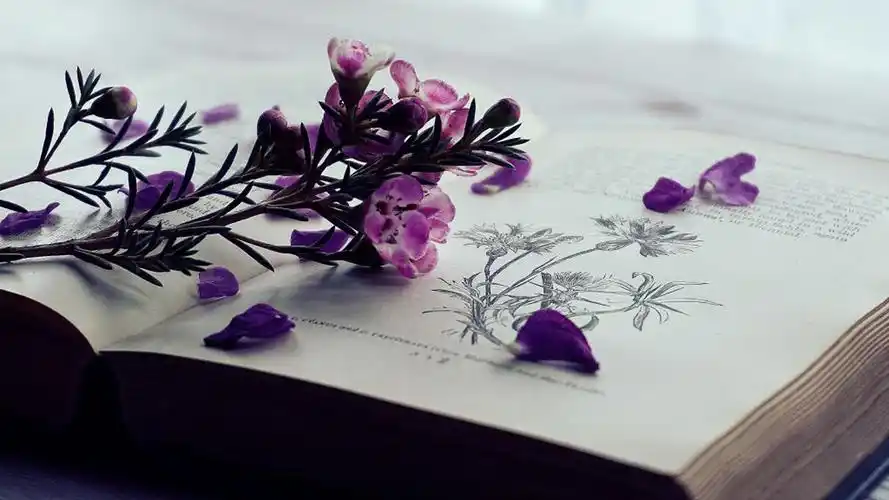 小清新书本静物图片高清壁纸