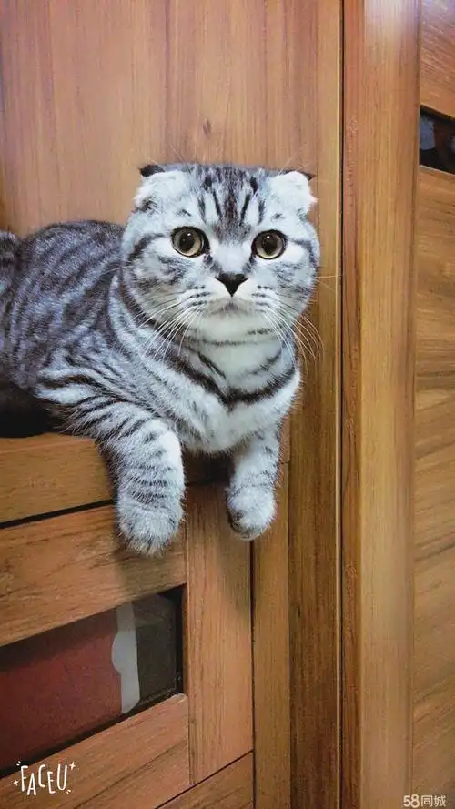 折耳虎斑美短借配小公猫