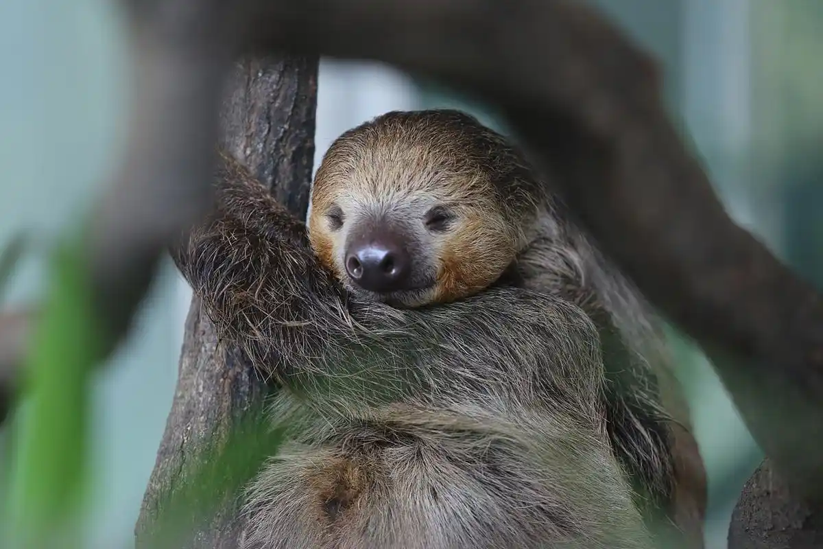 树獭的长相也非常奇特,它们的身体很像松鼠,但是有着