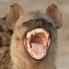 动物嘶哑的咆哮声音效