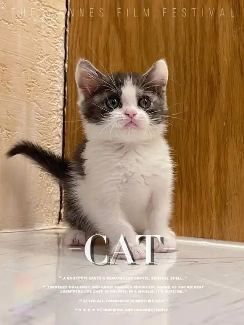 已售稀有色英短加白弟弟小奶猫找家长