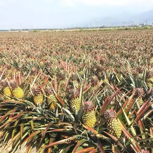 台湾金钻凤梨17号徐闻产地地直9斤中果爆甜手机保护套