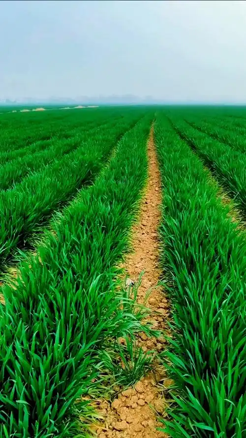 麦苗泛绿,清新的春天气息.