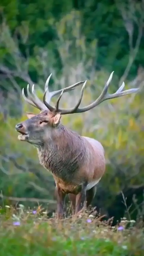 在新疆,塔里木的野生马鹿种群从以前的15000只下降到4000-5000只