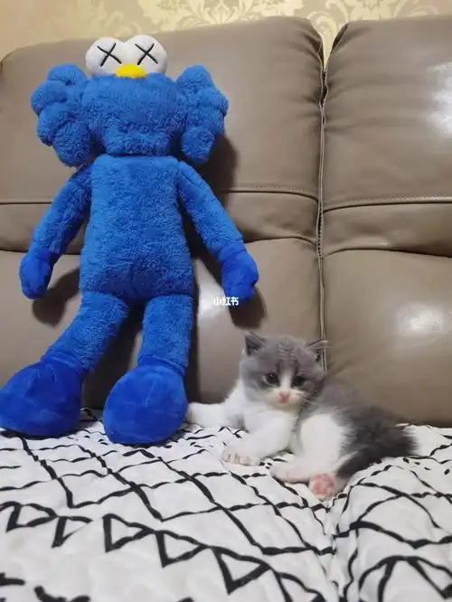 自家生的纯英短蓝白蓝猫