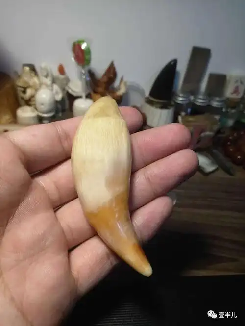 熊牙,熊牙裂了怎么补救