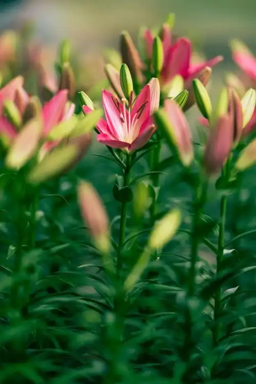 中秋出游最佳攻略2021梅园百合花文化旅游节等你来打call