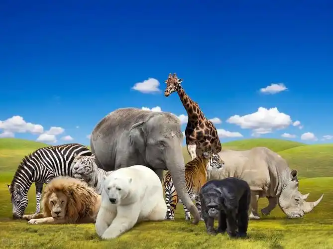 动物园里有什么动物(动物园最常见的100种动物)