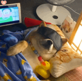 可爱柴犬表情包动图 晚安 我要睡觉觉了 像极了每天我的状态