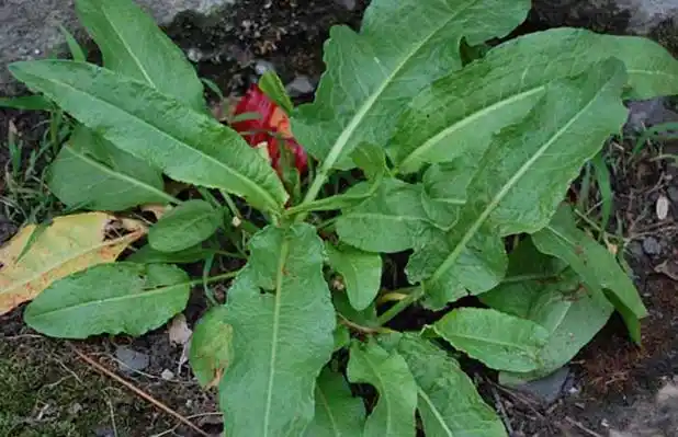 酸模的功效与作用