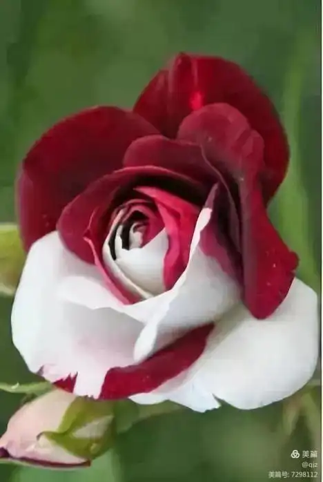 其它 全球最美如意花 写美篇太美了, 珍贵又罕见的复色花 贴心又精辟