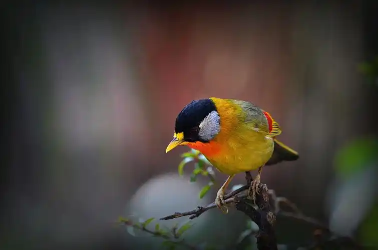 七彩云南拍鸟纪(七)银耳相思鸟